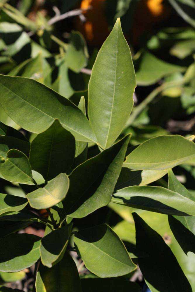            Sun leaves (Riverside, CA)   